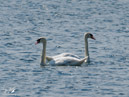 Swans – Łabędzie